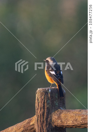 オスのジョウビダキ　背中 108477256