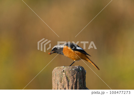 果物を吐き出すジョウビダキ（雄) 108477273