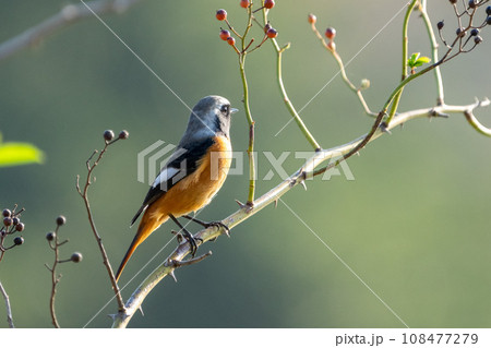 オスのジョウビダキ　花鳥風月 108477279