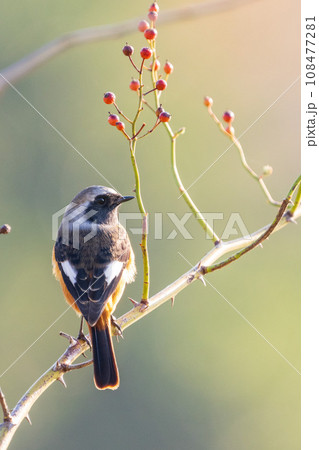 オスのジョウビダキ　花鳥風月 108477281