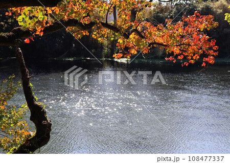 秋のナンキンハゼと河川の風景 108477337