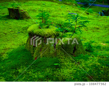 平泉寺白山神社　福井県勝山市 108477362