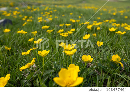 Persian buttercup in high altitude grassland Persian buttercup in high altitude grassland 108477464
