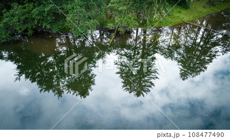 Beautiful foggy pine tree forest landscape in China Beautiful foggy pine tree forest landscape in China 108477490