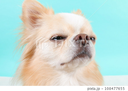 顔アップのクリーム色チワワ 108477655