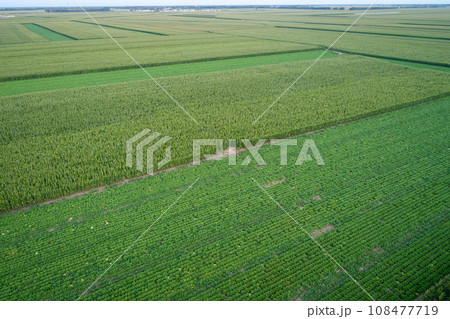 Aerial view of the vegetable field in northern china Aerial view of the vegetable field in northern china 108477719