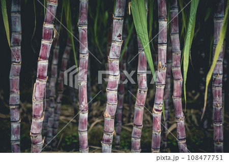 Sugarcane plants grow in field Sugarcane plants grow in field 108477751