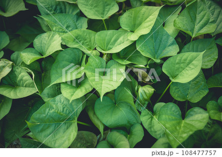 Green sweet potato leaves in growth at garden Green sweet potato leaves in growth at garden 108477757
