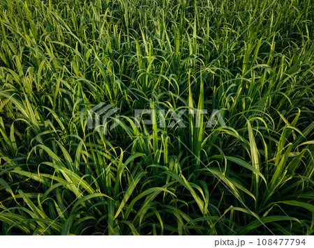 Aerial footage of drone flying over sugarcane plants growing at field 108477794
