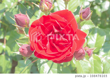 バラ【品種：ラバグルート】 108478103