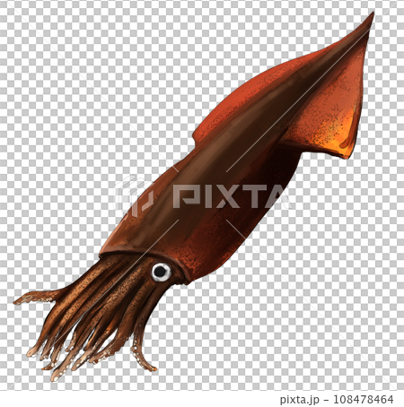 寫實手繪魷魚 108478464