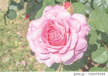 バラ【品種:アイスフォーゲル】 バラ【品種:アイスフォーゲル】 108478498