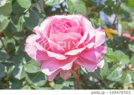 バラ【品種:アイスフォーゲル】 バラ【品種:アイスフォーゲル】 108478502