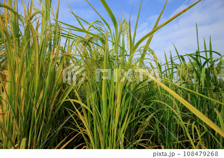 View of the rice field in autumn View of the rice field in autumn 108479268