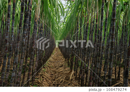 Sugarcane plants grow in field Sugarcane plants grow in field 108479274