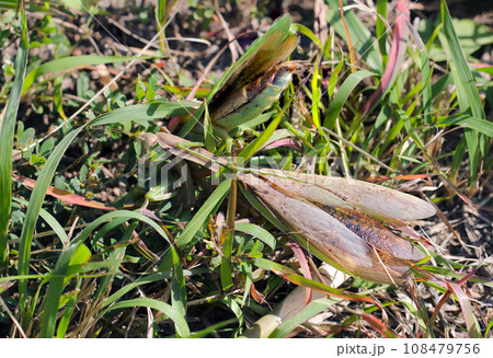 茶色のオオカマキリと緑色のハラビロカマキリの生死をかけた戦い(自然光・マクロ接写撮影) 茶色のオオカマキリと緑色のハラビロカマキリの生死をかけた戦い(自然光・マクロ接写撮影) 108479756