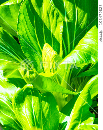 小松菜のアップ 小松菜のアップ 108479828
