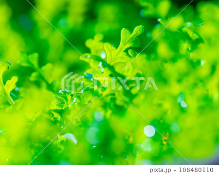 ネモフィラの苗 ネモフィラの苗 108480110