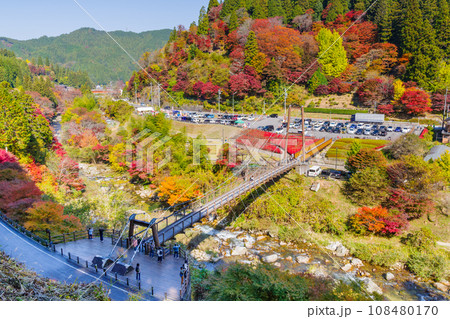 展望台から見た大井平公園の吊り橋と紅葉(愛知県豊田市稲武町) 展望台から見た大井平公園の吊り橋と紅葉(愛知県豊田市稲武町) 108480170
