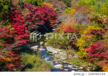 大井平公園の紅葉(愛知県豊田市稲武町) 大井平公園の紅葉(愛知県豊田市稲武町) 108480184