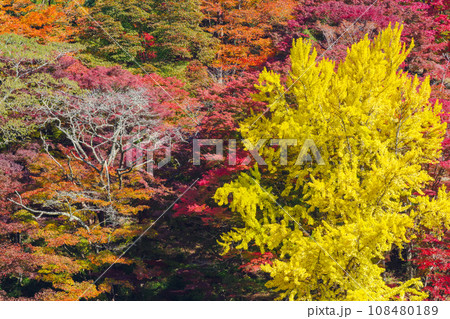 大井平公園の紅葉(愛知県豊田市稲武町) 大井平公園の紅葉(愛知県豊田市稲武町) 108480189