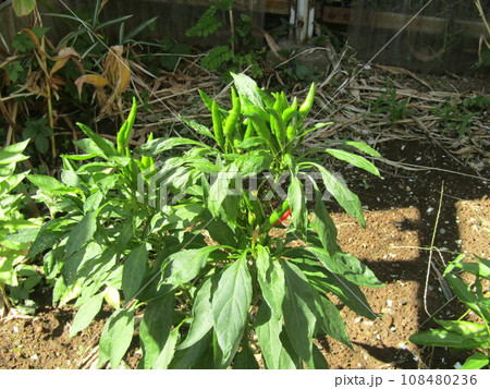 実が上に向けてなる唐辛子は鷹の爪 108480236