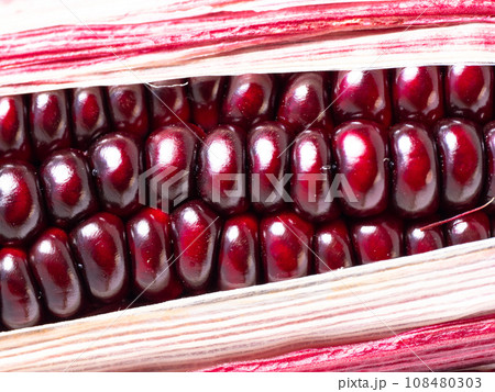 紫とうもろこし 108480303