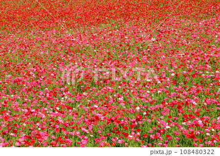 埼玉県秩父郡皆野町と東秩父村にまたがる秩父高原牧場に広がる天空のポピー畑の一面のシャーレーポピー 108480322