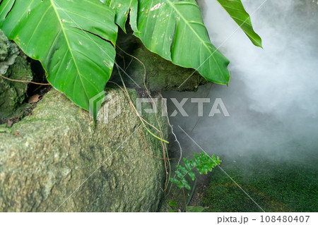 Green lush foliage moss and fern in reshness plant garde with a misty climate Green lush foliage moss and fern in reshness plant garde with a misty climate 108480407