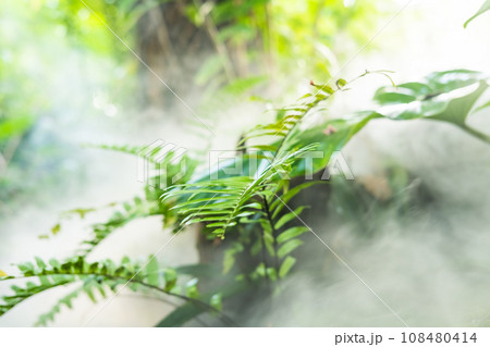Green lush foliage moss and fern in reshness plant garde with a misty climate Green lush foliage moss and fern in reshness plant garde with a misty climate 108480414