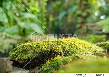 Green lush foliage moss and fern in reshness plant garde, rainforest. 108480418