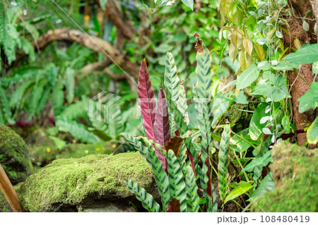 Green lush foliage moss and fern in reshness plant garde, rainforest. 108480419