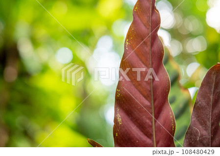 Green lush foliage moss and fern in reshness plant garde, rainforest. 108480429