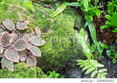 Green lush foliage moss and fern in reshness plant garde, rainforest. Green lush foliage moss and fern in reshness plant garde, rainforest. 108480432