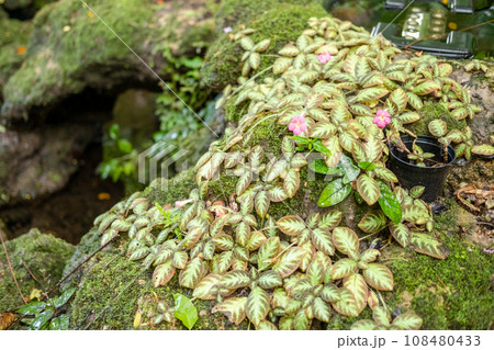 Green lush foliage moss and fern in reshness plant garde, rainforest. 108480433