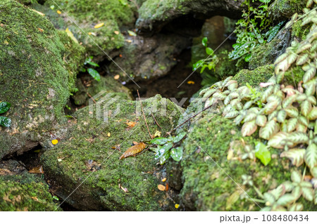 Green lush foliage moss and fern in reshness plant garde, rainforest. Green lush foliage moss and fern in reshness plant garde, rainforest. 108480434