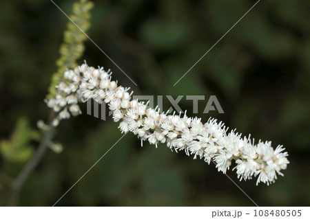 サラシナショウマの長い白花総状花序(自然光・マクロレンズ接写) サラシナショウマの長い白花総状花序(自然光・マクロレンズ接写) 108480505