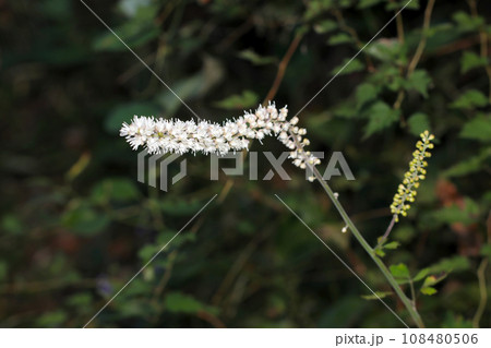 サラシナショウマの長い白花総状花序(自然光・マクロレンズ接写) サラシナショウマの長い白花総状花序(自然光・マクロレンズ接写) 108480506