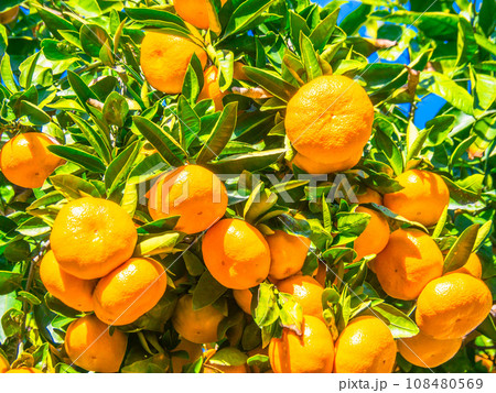 鈴なりの温州みかん 鈴なりの温州みかん 108480569