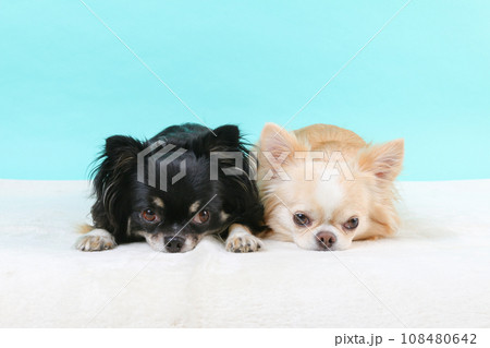 仲良く寝ている2頭のチワワの様子 108480642