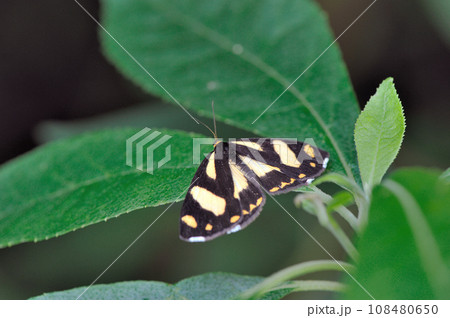 キンモンガ(岡山県・新見市) キンモンガ(岡山県・新見市) 108480650