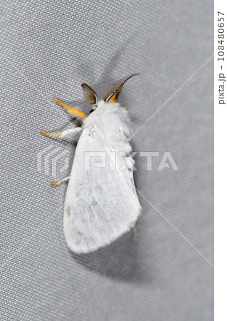 ヒメキアシドクガ(北海道・知床) ヒメキアシドクガ(北海道・知床) 108480657