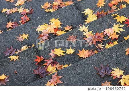 石段と紅葉の落ち葉 石段と紅葉の落ち葉 108480742