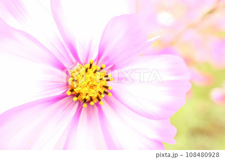 ピンクのコスモスの花が咲いています 108480928