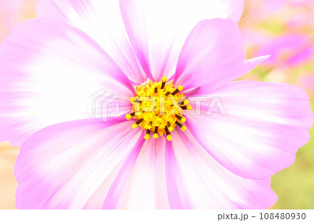 ピンク色のコスモスが咲いています 108480930