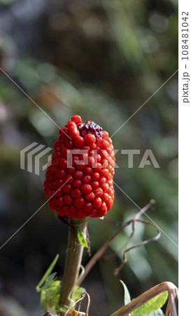 マムシグサの実 108481042