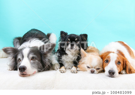 床にあごをペタンとつけて仲良く寝る4頭の犬達 108481099