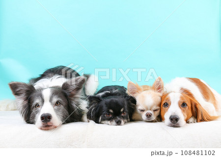 床にあごをペタンとつけて仲良く寝る4頭の犬達 108481102