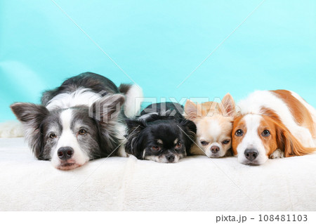 床にあごをペタンとつけて仲良く寝る4頭の犬達 108481103