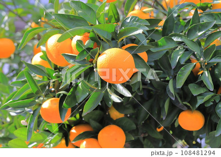 収穫期を迎えたおいしそうなみかん  108481294